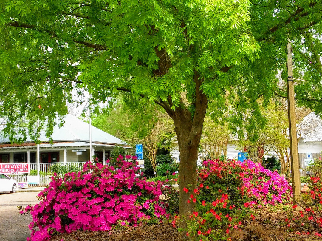 Azalea Trail景点图片