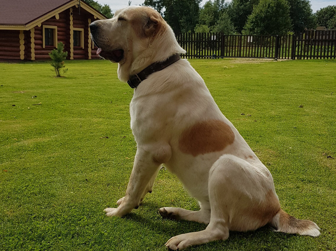 Usadba Chertolino主图