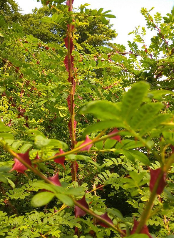 Rosenhaven景点图片