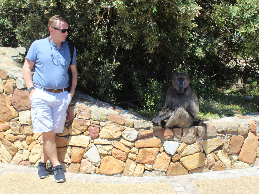 Flamboyant Travel and Tours-开普敦中心区必去景点