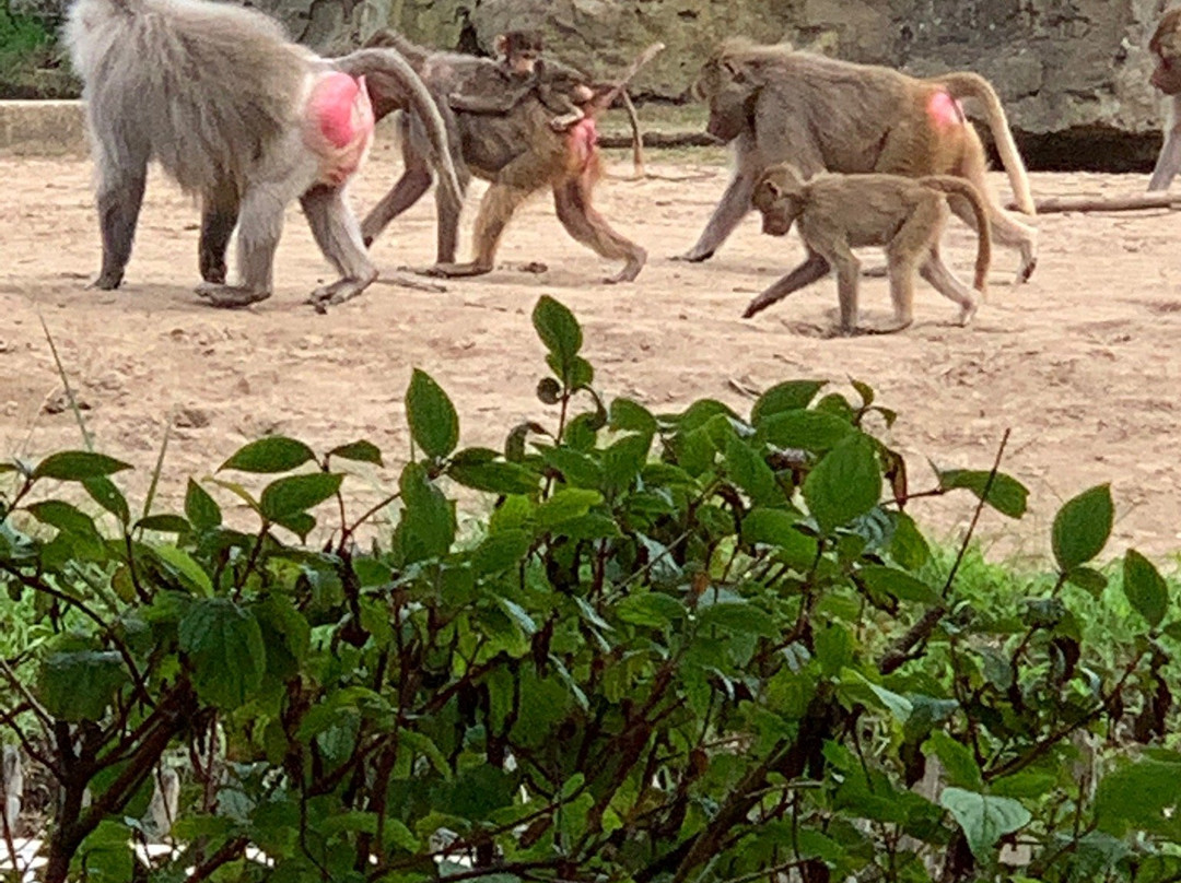 Safaripark Beekse Bergen景点图片