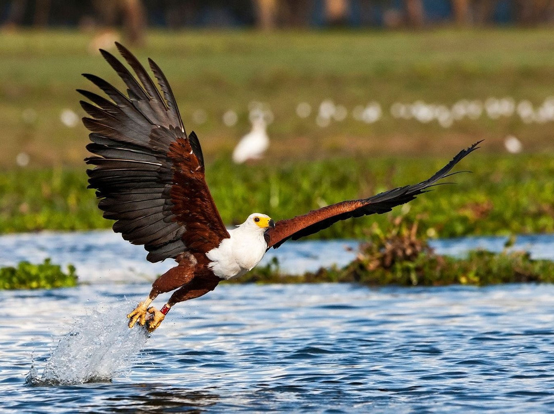 Quest Backpackers Safaris-纳库鲁必去景点