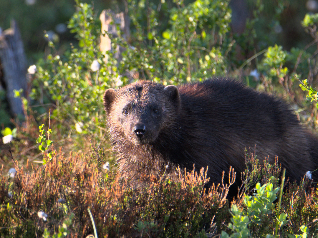 Wildlife Sweden-Camp Ängra-Ljusdal必去景点