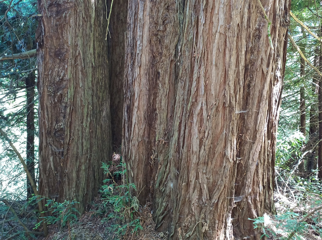 Mount Madonna County Park-沃森维尔必去景点