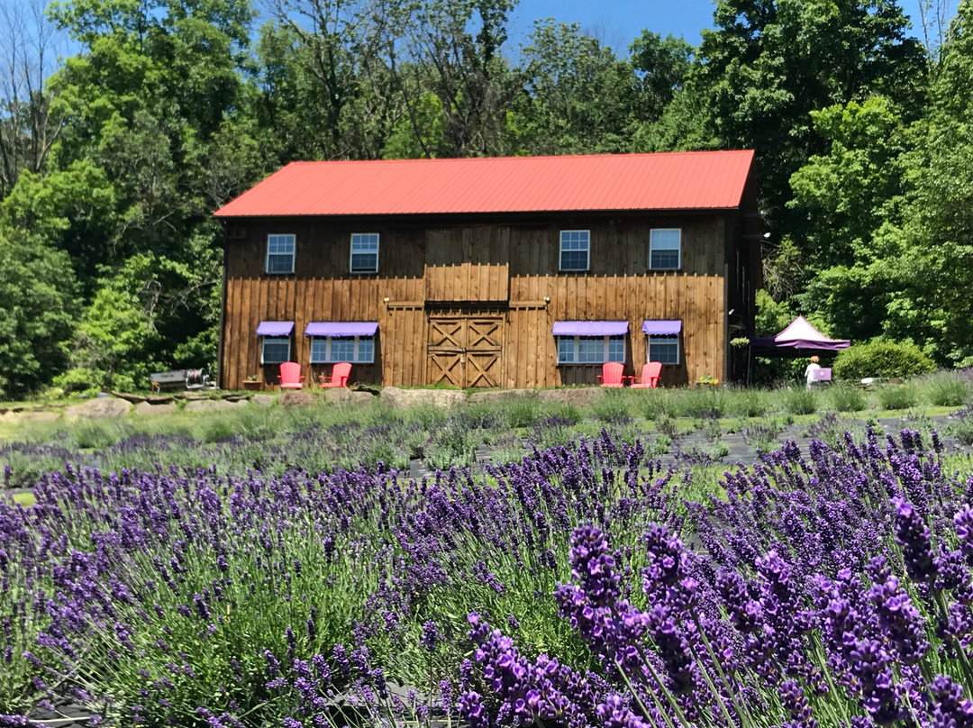 Peace Valley Lavender Farm景点图片