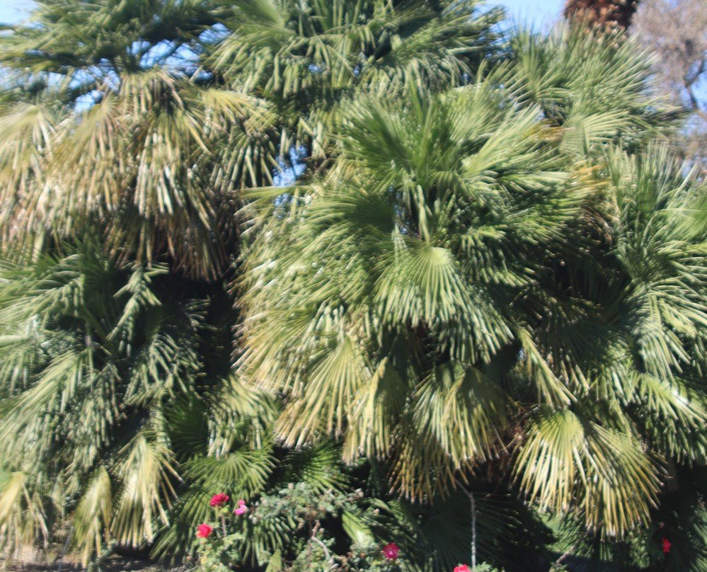 Miles Ave Park Coachella-印第奥必去景点