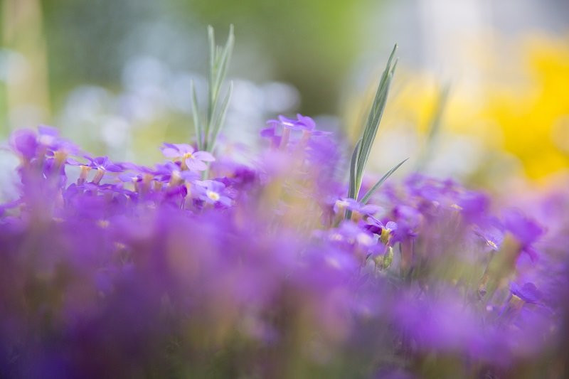 Hotel Villa Arborea主图