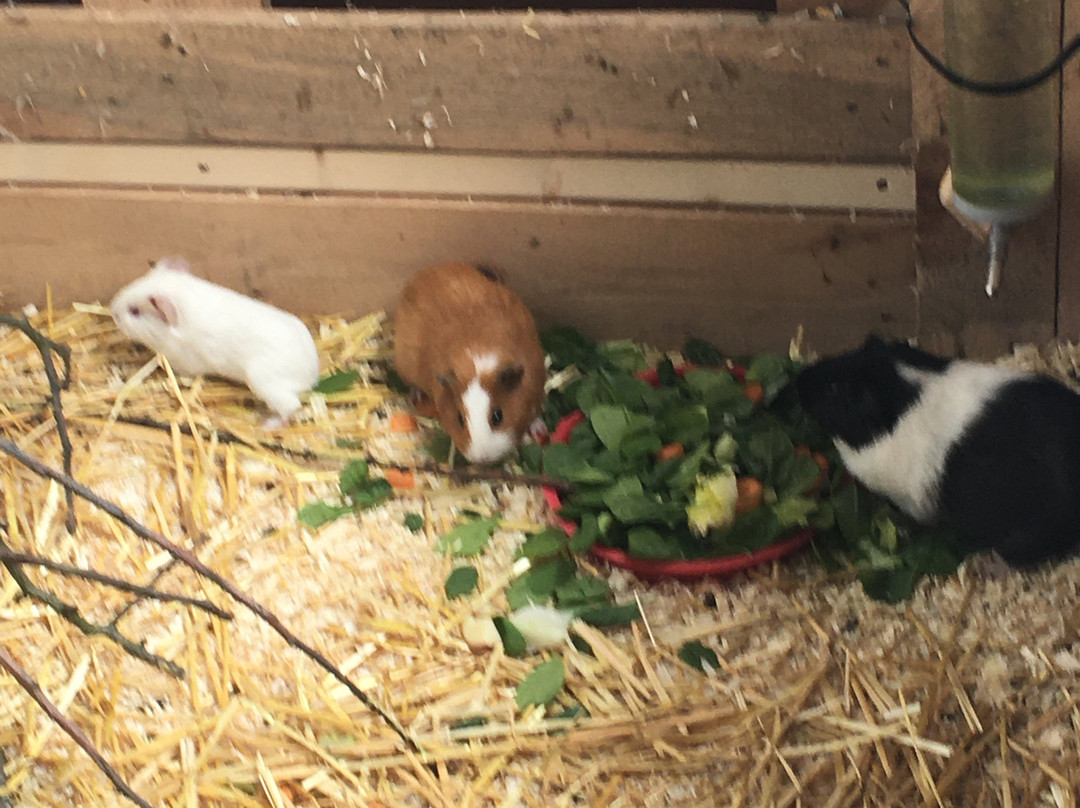 Carrowhony Pet Farm Fermanagh景点图片