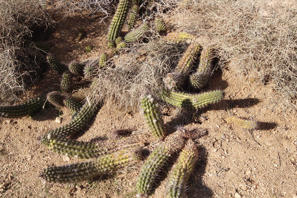 God's Way Love,Pioneertown