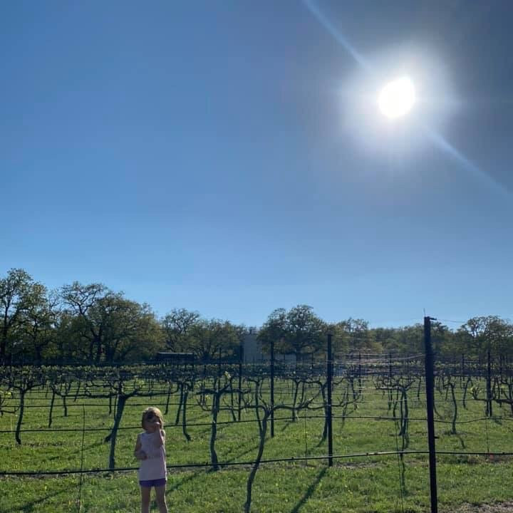 Hamilton Pool Vineyards and Farms