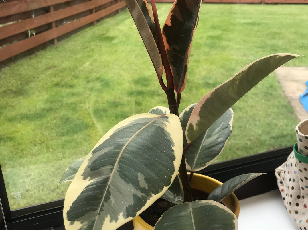 Willow Houseplants-Doune必去景点