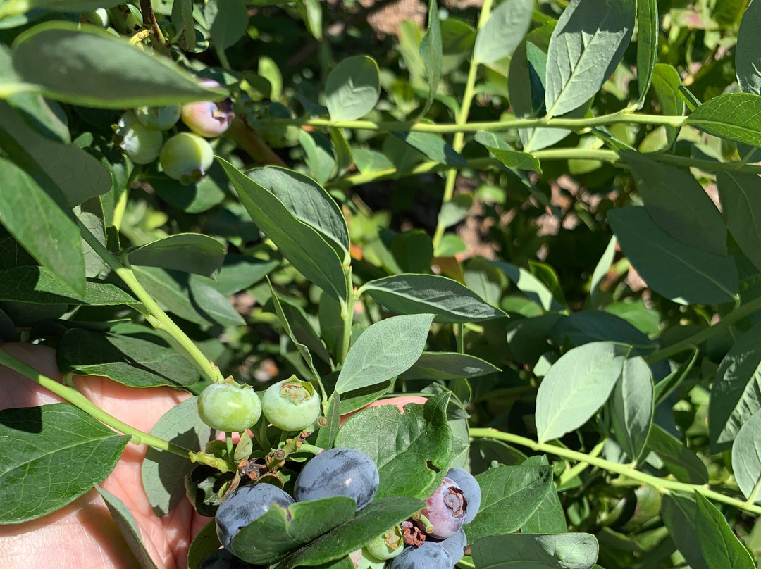 Temecula Berry Company-特曼库拉必去景点