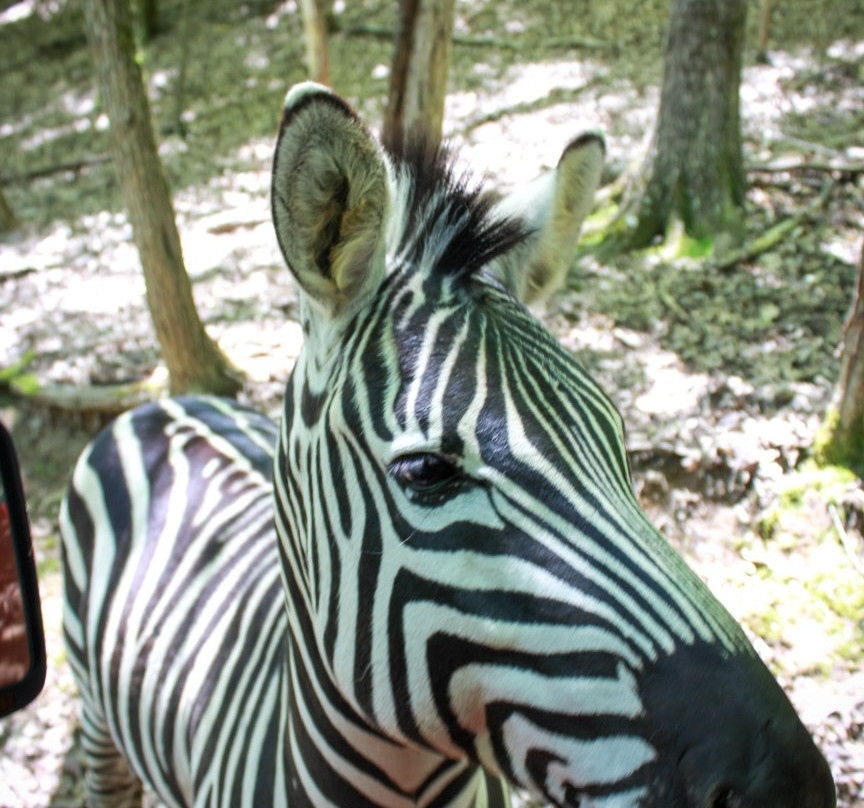 Briarwood Ranch Safari Park-莫利斯敦必去景点