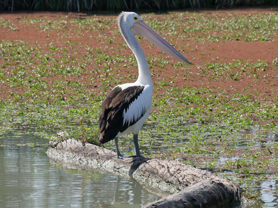 Loch Luna Cruises-Kingston on Murray必去景点