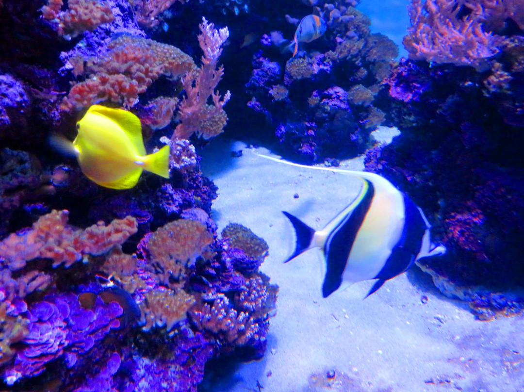 Diamond Head Luau-火奴鲁鲁必去景点