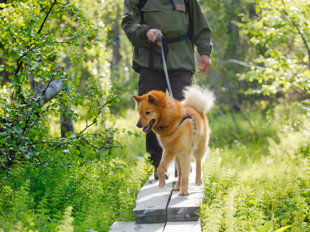 Salla Tourist Info-Salla必去景点