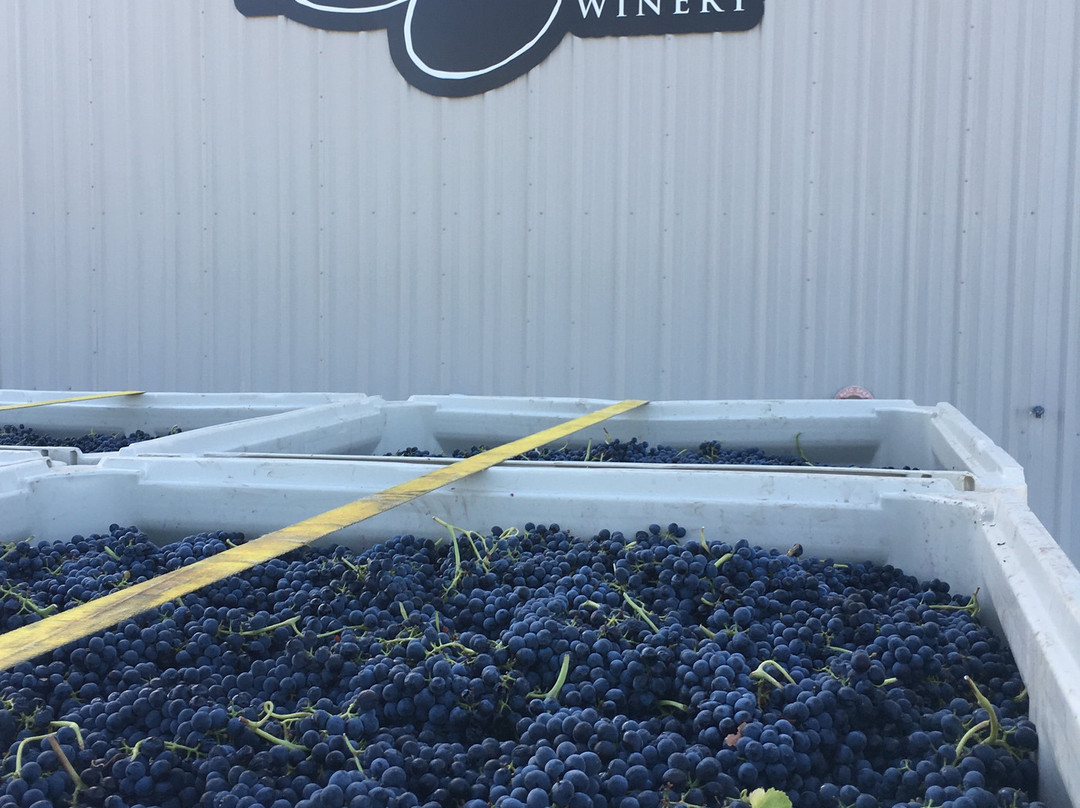 Purple Star Winery景点图片