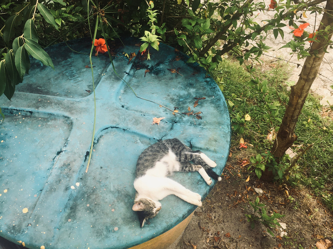 Hostel Pousada Cajueiro主图