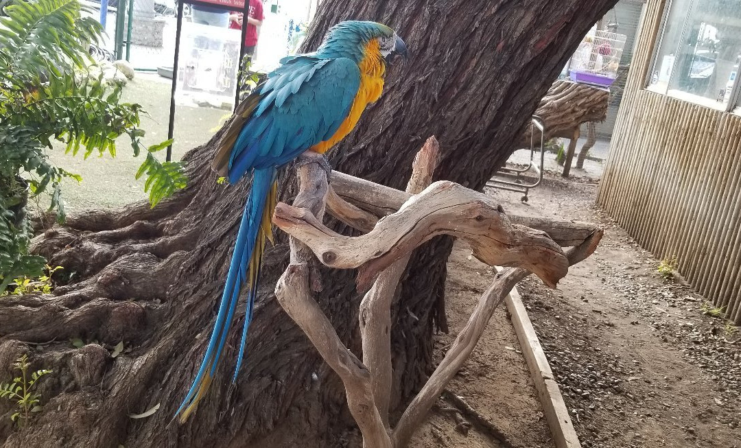 Free Flight-德尔马必去景点