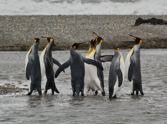 VisitChile CL-巴拉斯港必去景点