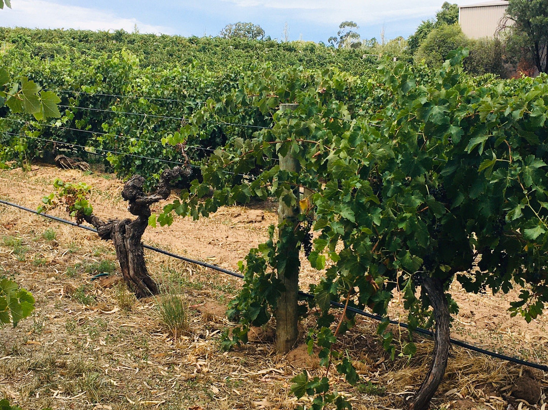 Peter Lehmann Wines-塔努达必去景点