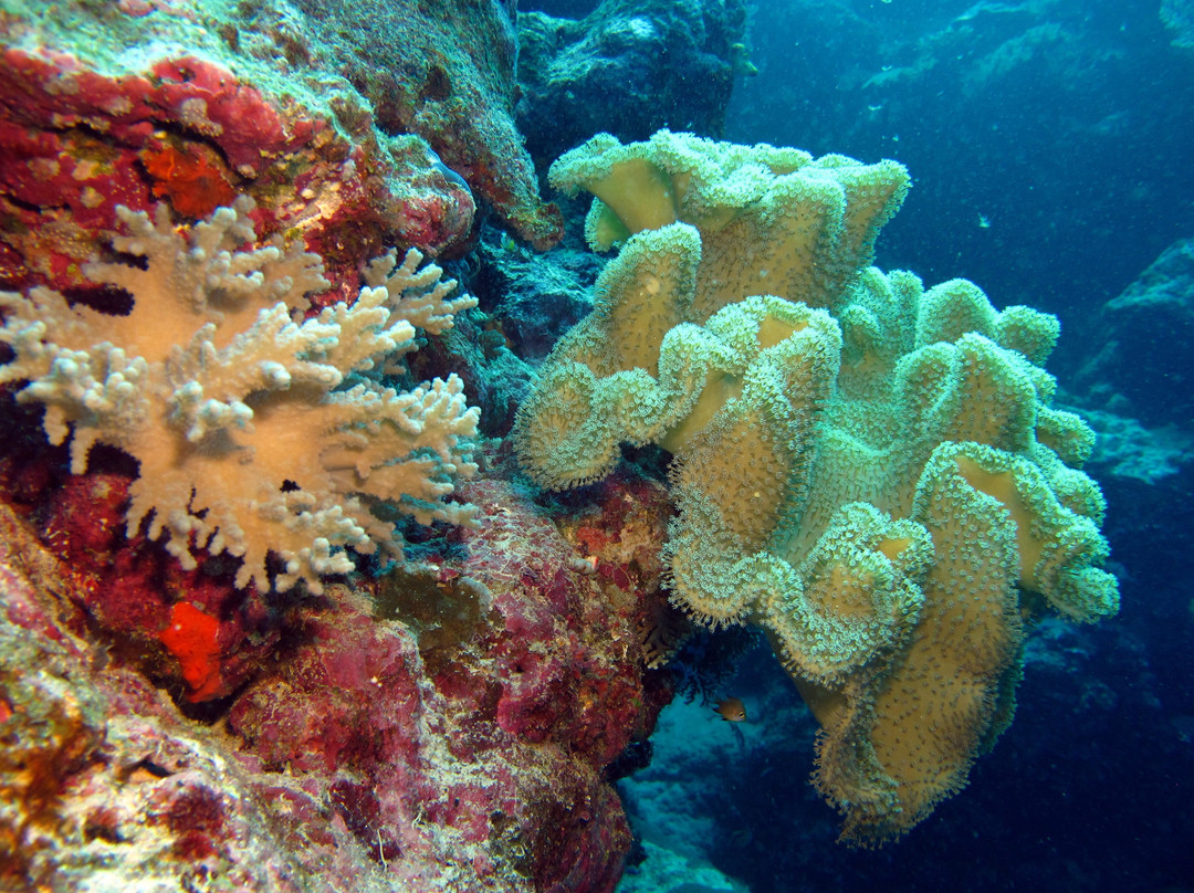 Mushroom Island (Tomba Tuni)景点图片