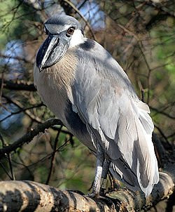 Parque Nacional do Pantanal Matogrossense景点图片