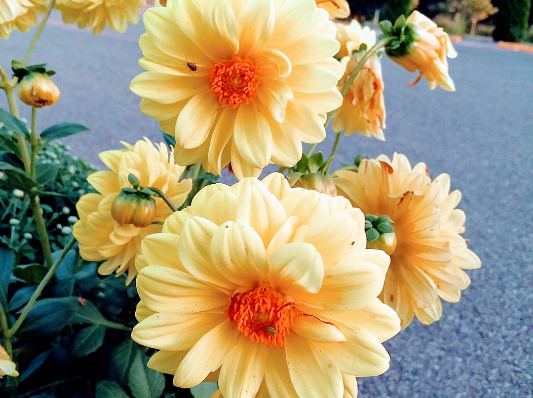 Mission Oaks Gardens-Zanesville必去景点