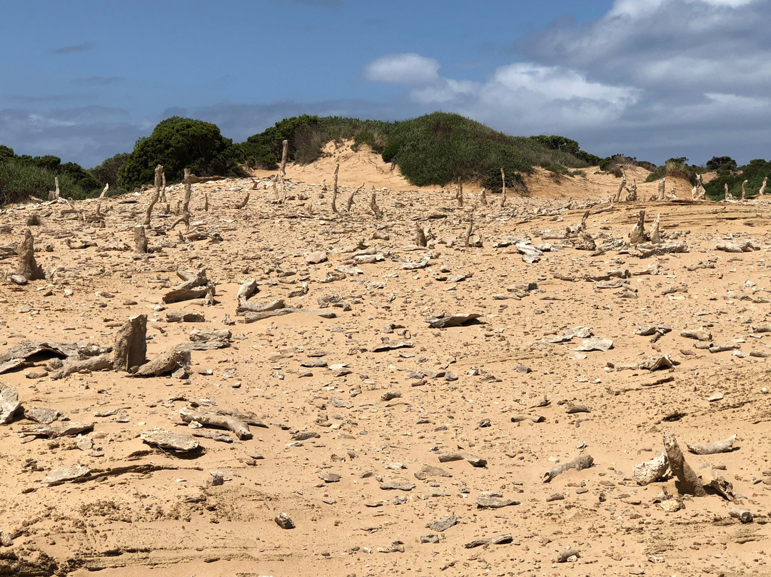 Calcified Forest-King Island必去景点