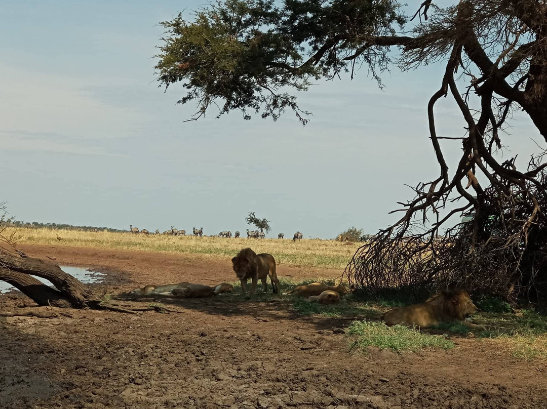 Expedition Africa-阿鲁沙必去景点