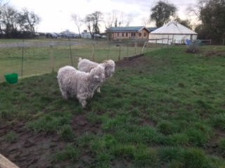 Alpaca Park Farm景点图片