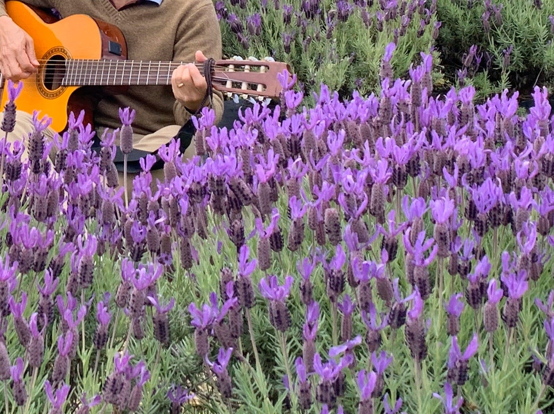 Port Arthur Lavender Farm · Tourist Attraction景点图片