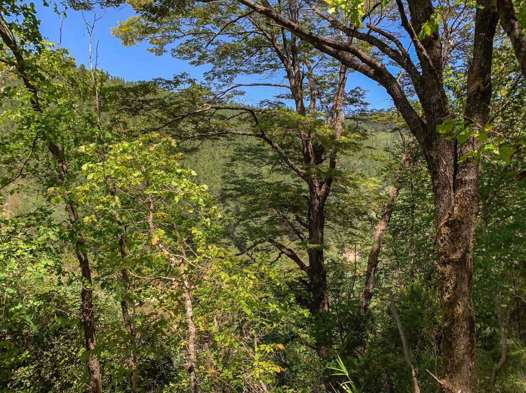 Reserva Nacional Los Ruiles景点图片