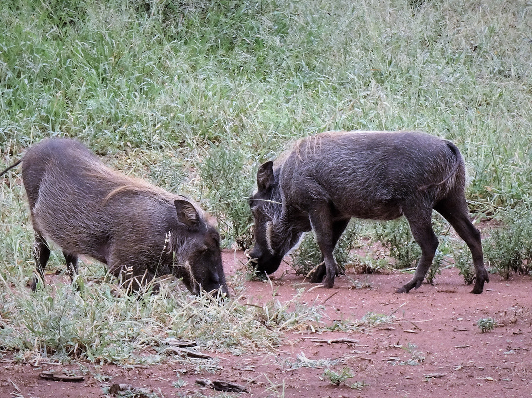 Pabeni Gate Kruger National Park景点图片