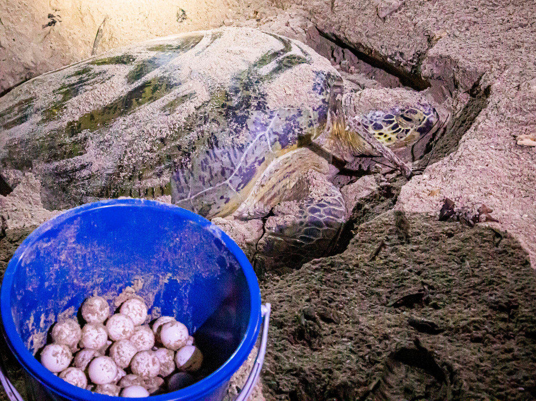 Selingan Turtle Island主图