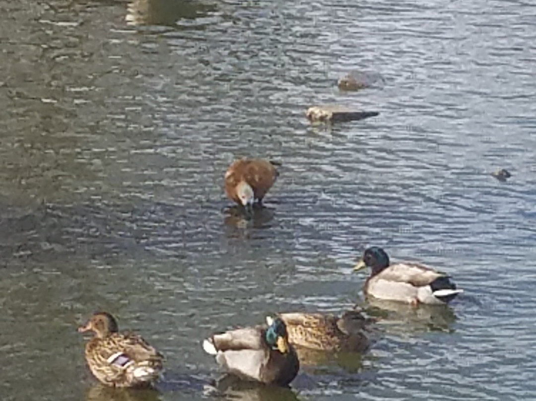Hillcrest Park Zoo景点图片