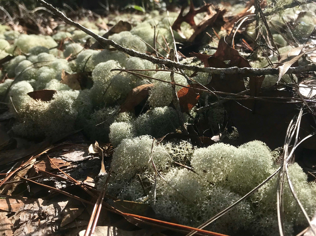Lake May Reserve-Eustis必去景点