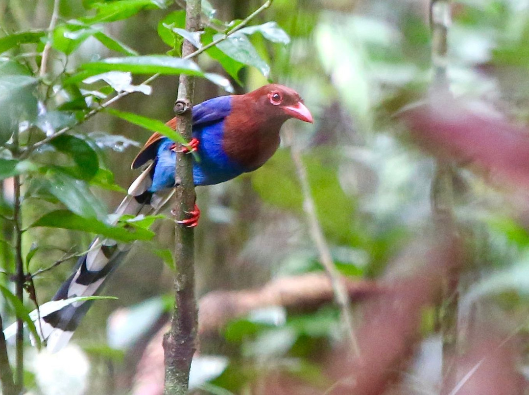 Explore Sinharaja Rain Forest Tour-Deniyaya必去景点