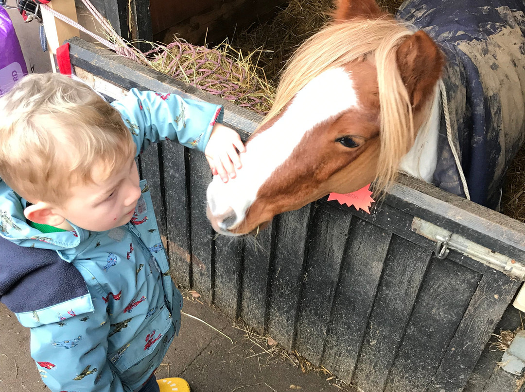 Two Oaks Pony Sanctuary景点图片