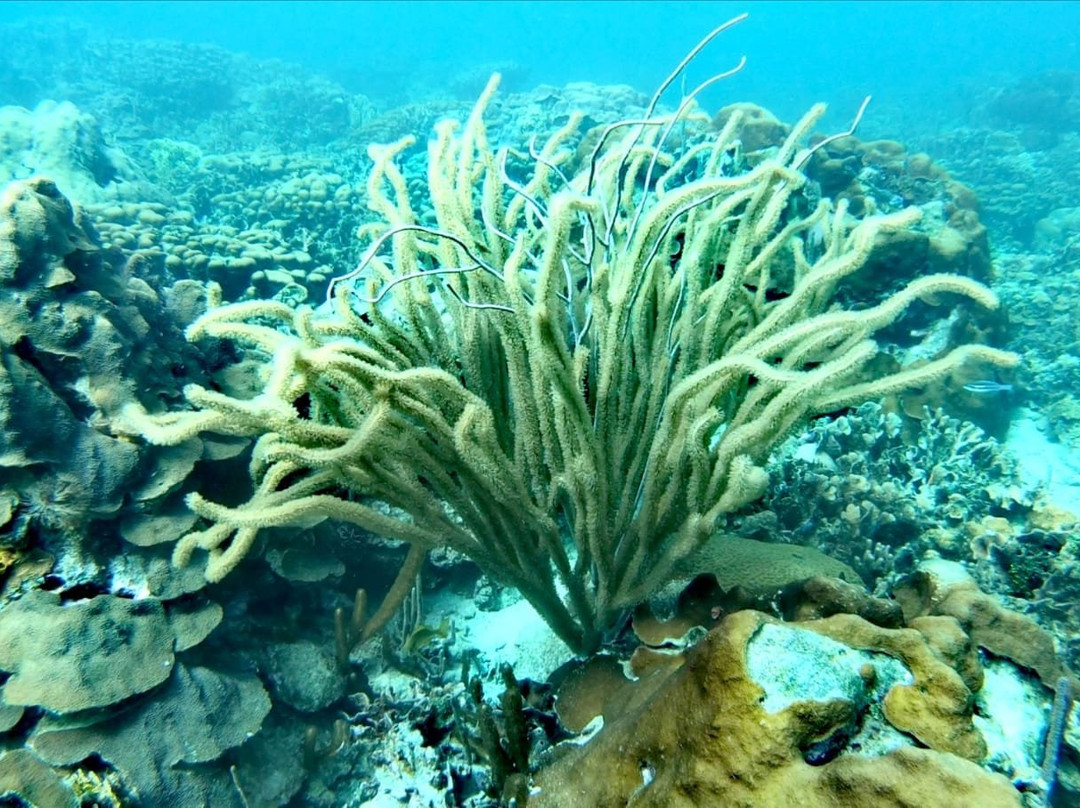 Colombia Underwater Expeditions-Arusi必去景点