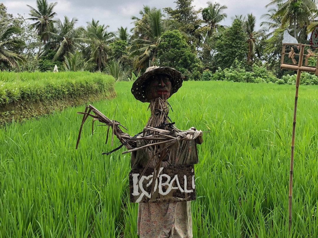 Ubud Rice Field Trekking景点图片