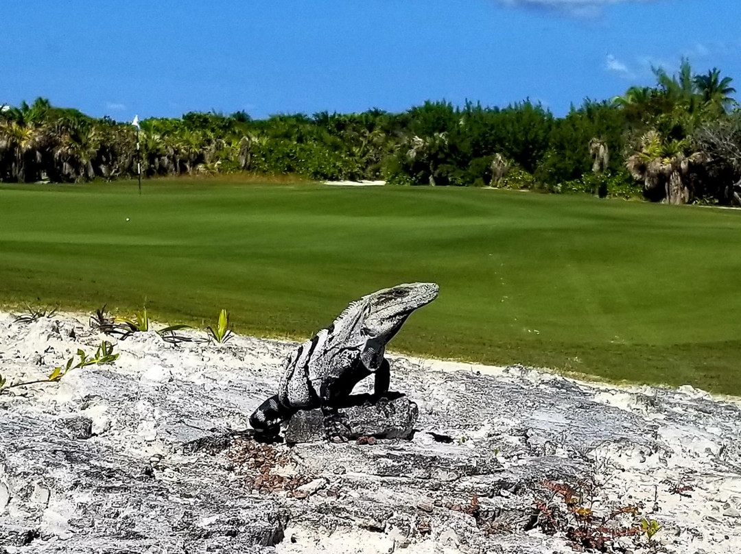 Playa Mujeres Golf Club-Punta Sam必去景点