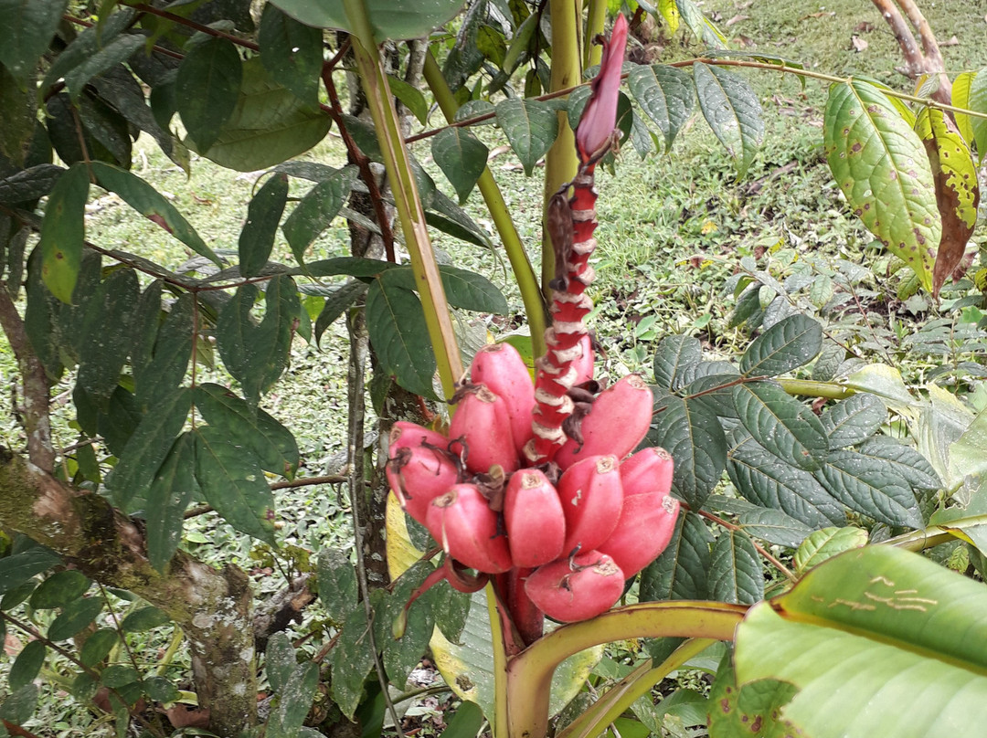 Finca Integral Organica Granito De Oro景点图片