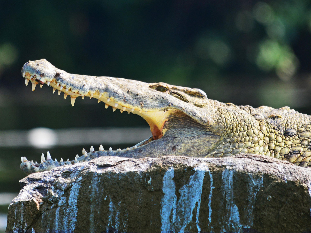 On Holiday Safaris-恩德培必去景点