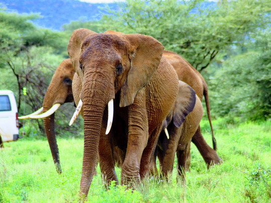Wilderness explorers tours and safaris-蒙巴萨必去景点