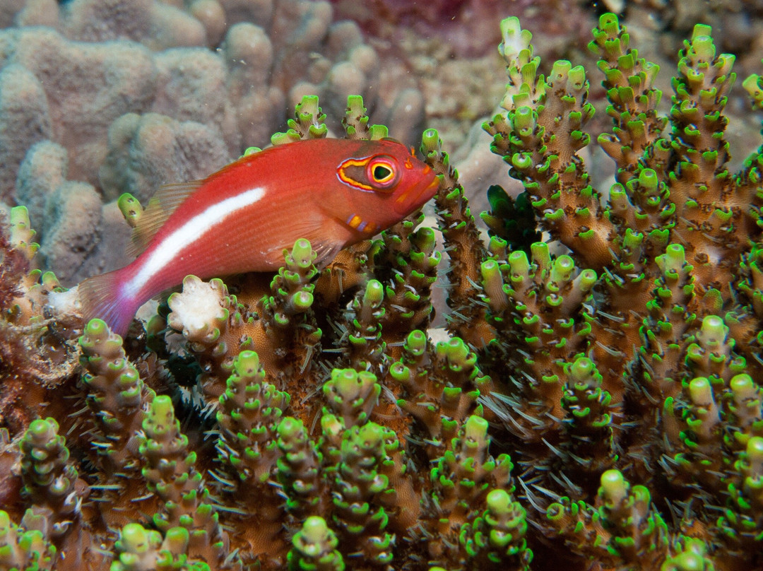 Baracuda Diving Kenya景点图片