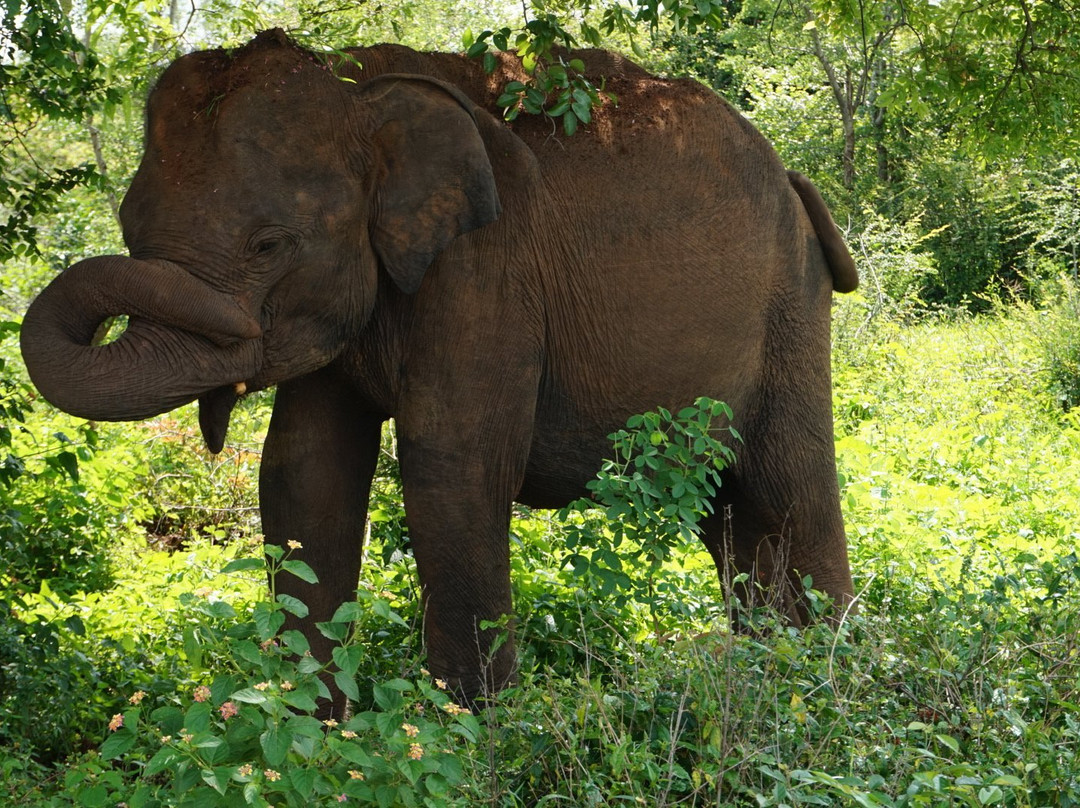Udawalawe Safari by Leel.-乌达瓦拉瓦必去景点
