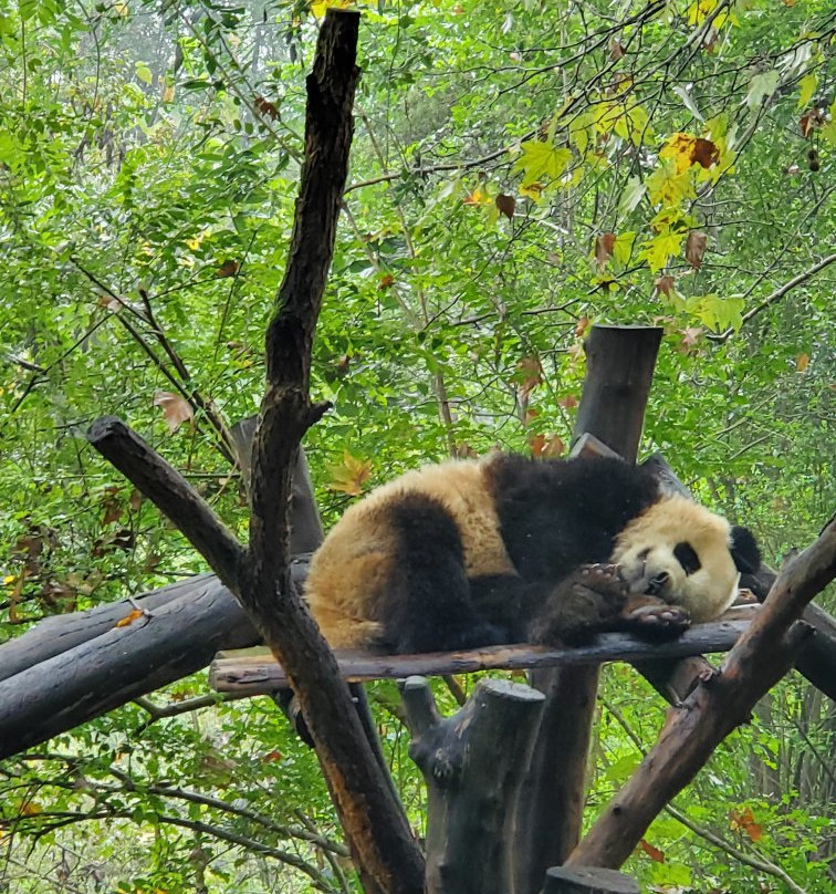 U2panda-成都必去景点