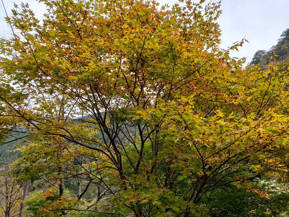 Nakatsu River-秩父市必去景点