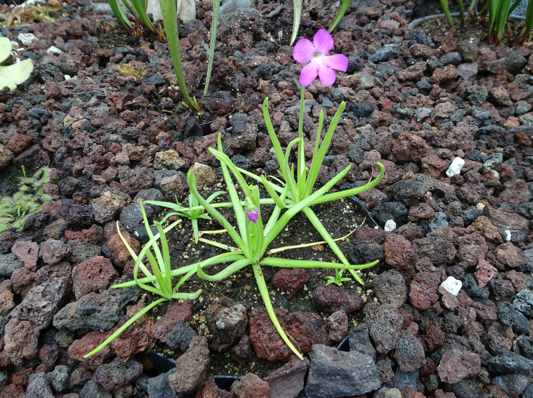 Jardin Botanico Francisco Javier Clavijero-哈拉帕必去景点